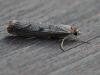 Agriphila geniculea